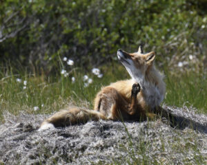 a red fox scratches its neck with a hind leg