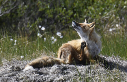 a red fox scratches its neck with a hind leg