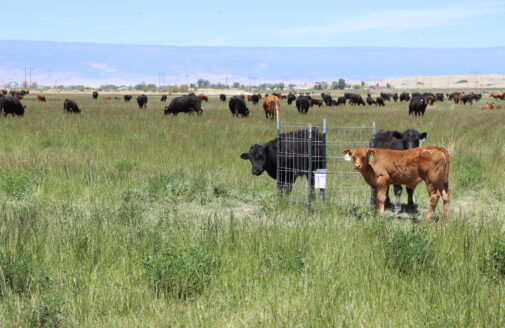 cows standing in a grassy field