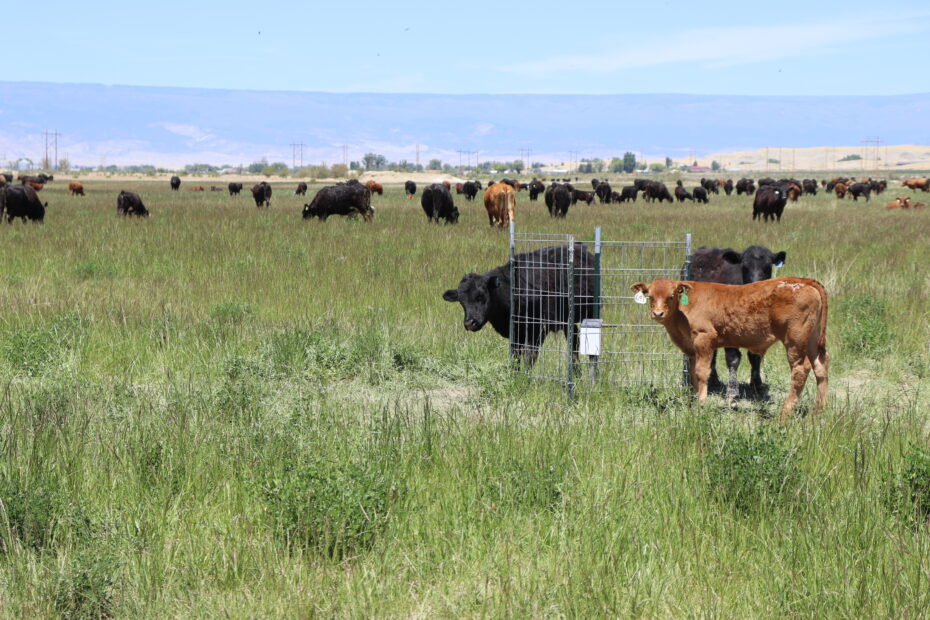 cows standing in a grassy field