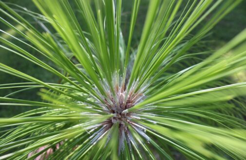 longleaf pine branch