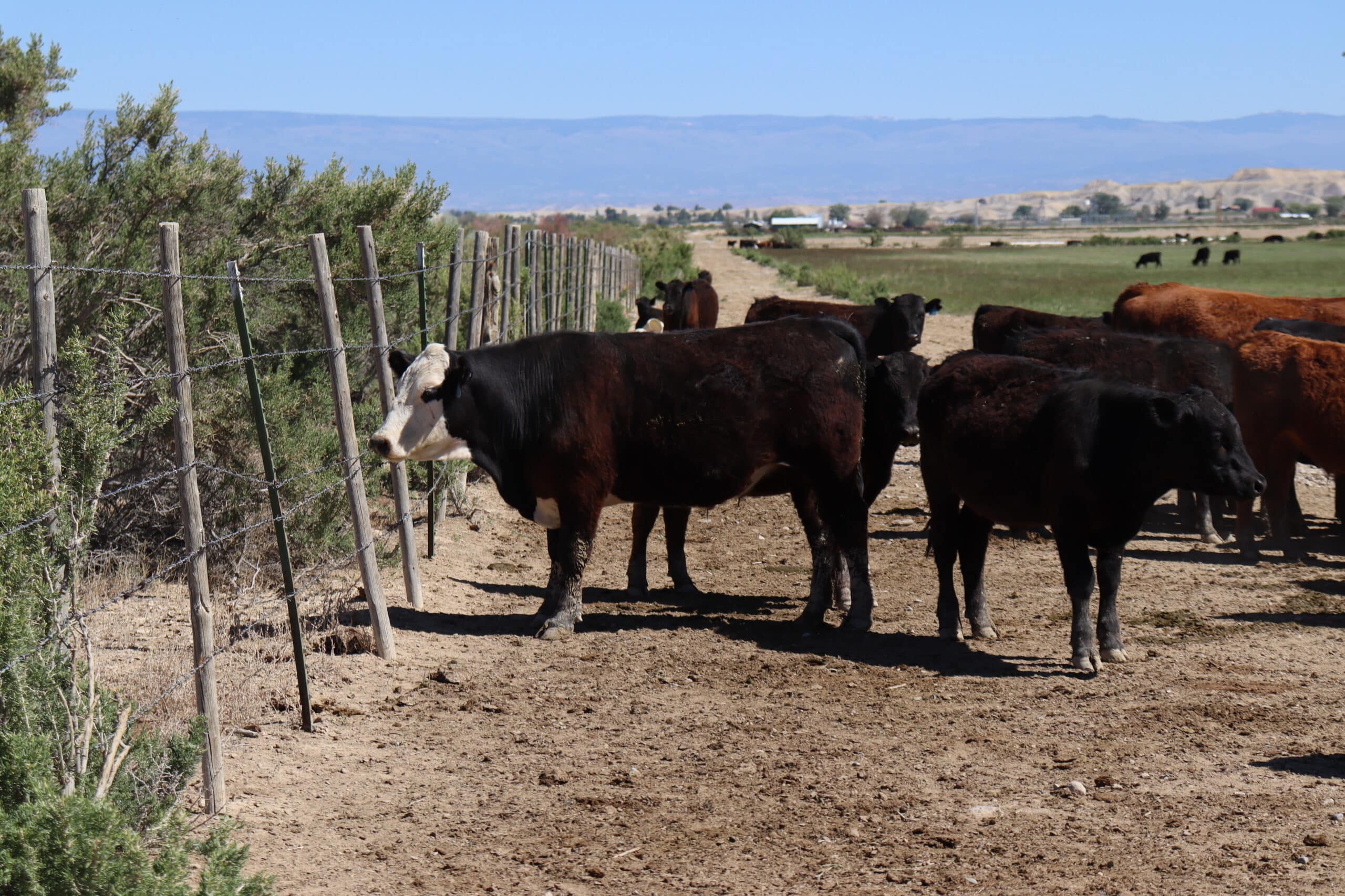 Cattle on Valdez Ranch