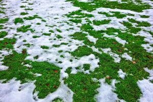 melting snow on a bright green grass lawn