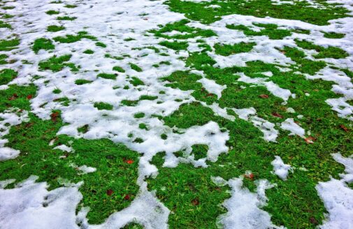 melting snow on a bright green grass lawn