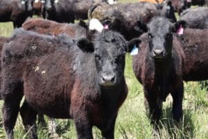 two young dark brown cows look at the camera standing in tall green grass