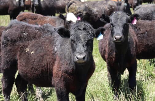 two young dark brown cows look at the camera standing in tall green grass