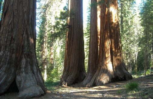 three large old trees with thick trunks viewed from the shady forest floor