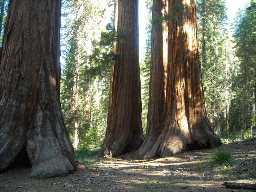 three large old trees with thick trunks viewed from the shady forest floor