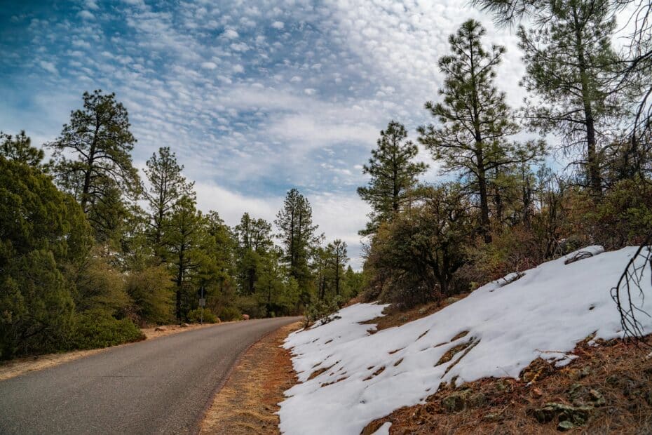 snow melts next to a road, surrounded by evergreen trees