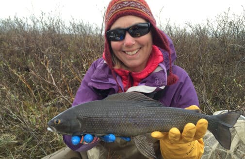 Dr. Heidi Golden holds an arctic greyling, a dark grey fish roughly a foot long