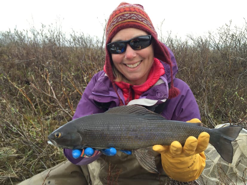 Dr. Heidi Golden holds an arctic greyling, a dark grey fish roughly a foot long