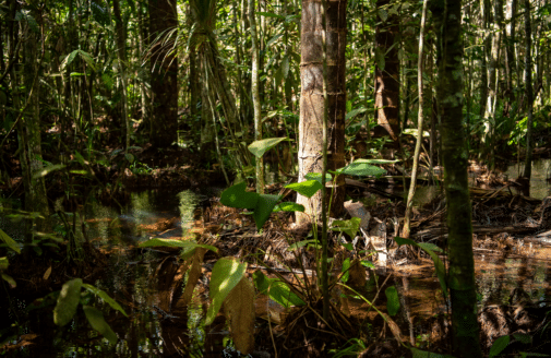 tree trunks standing in water in the Amazon rainforest