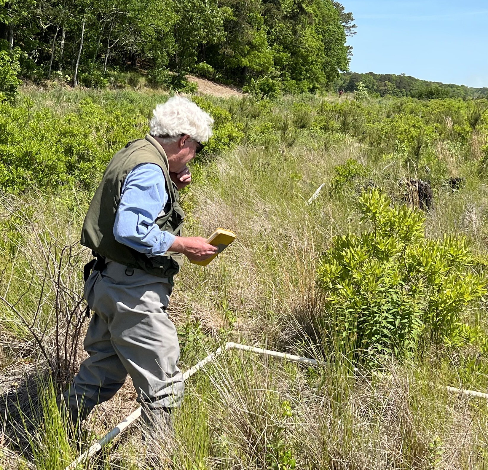 Dr. Christopher Neill walks in a vegetation sampling plot of tall grasses