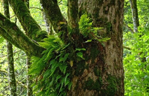 a large tree with ferns growing from a crook in the branches