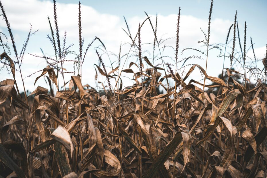dried corn plants stand in a field