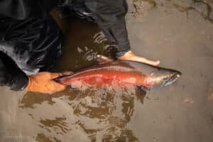 a person holds a salmon with a red belly half out of the water