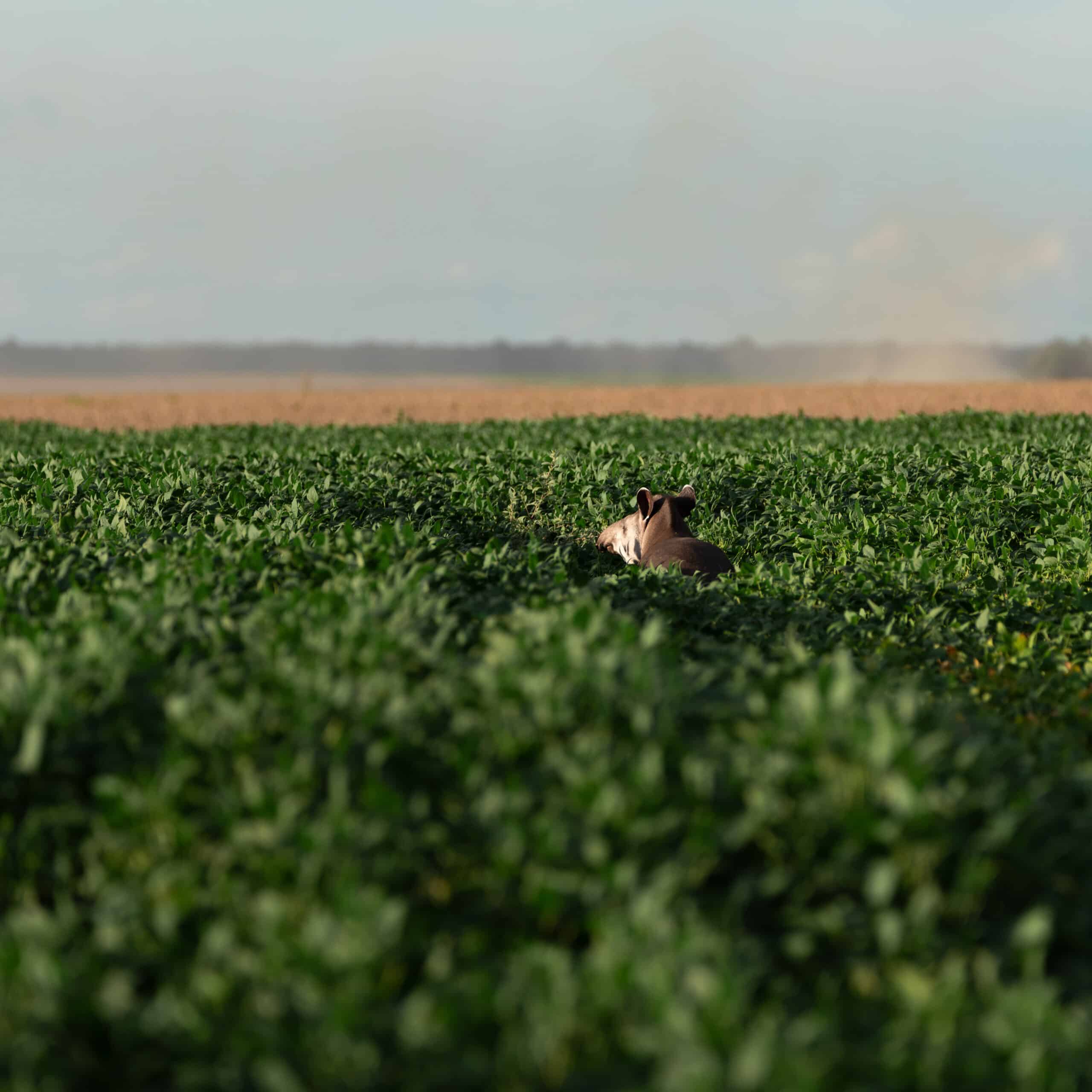 a tapir walks in an agricultural field