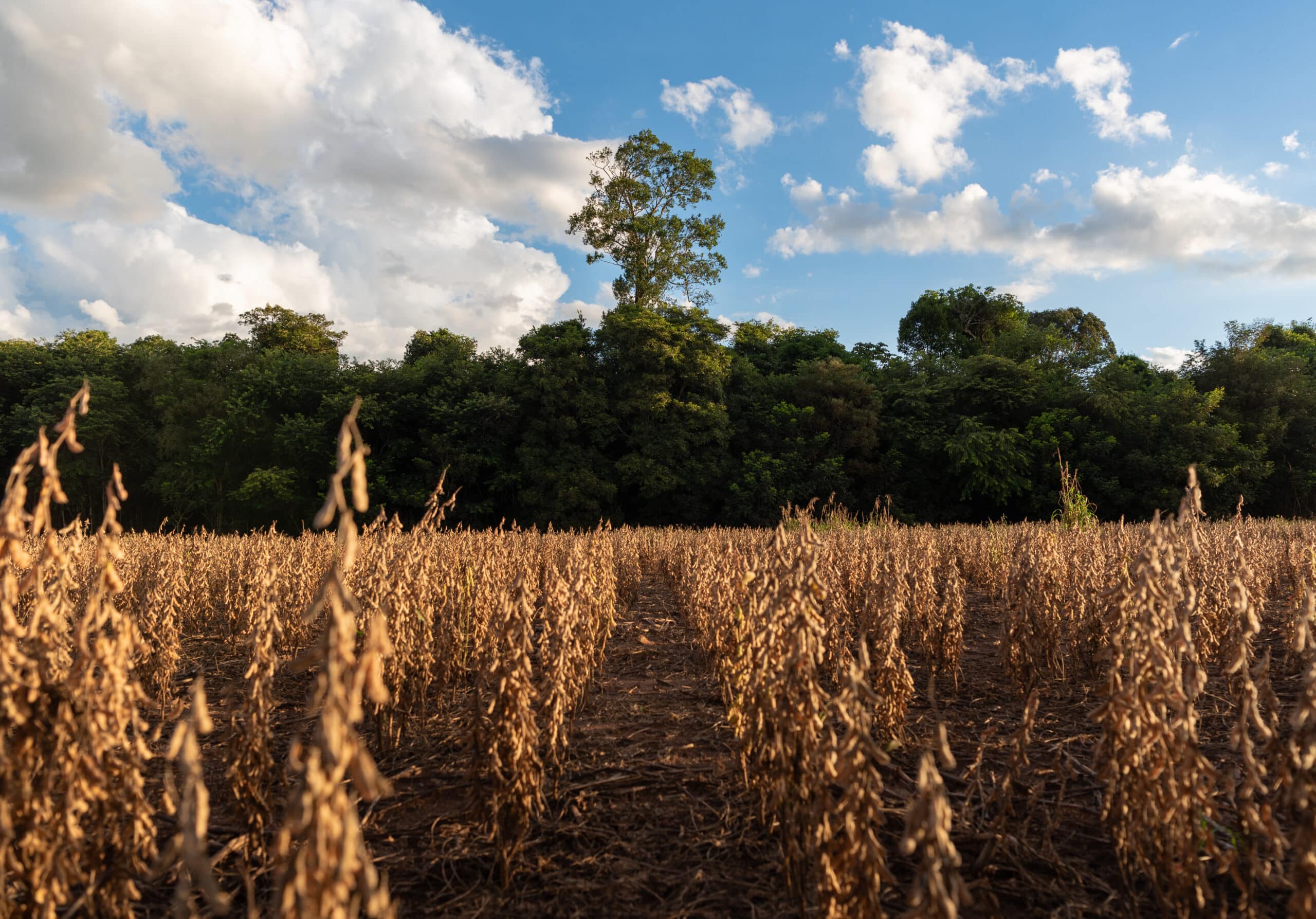 soy fields with forest in the distance