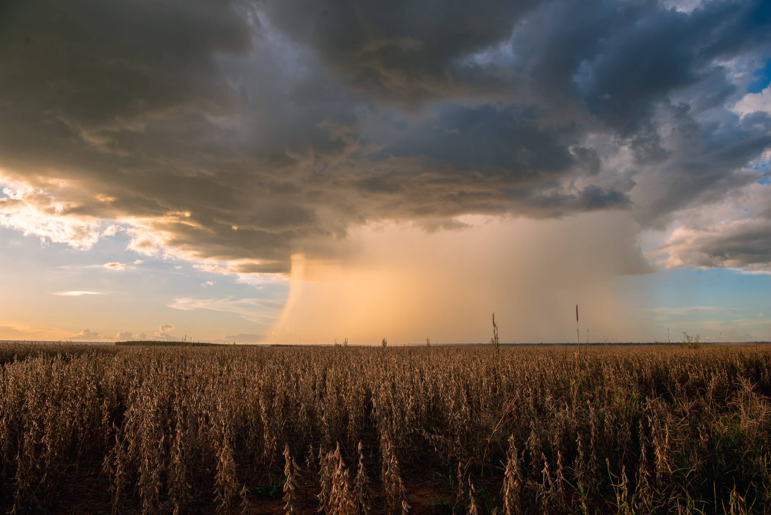 Giant raincloud forming over soy field