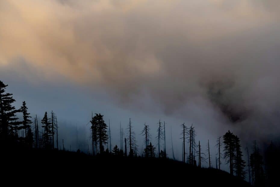 Smoke mixes with fog and clouds over a burned evergreen forest