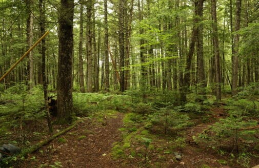 howland forest, with pine needle floor