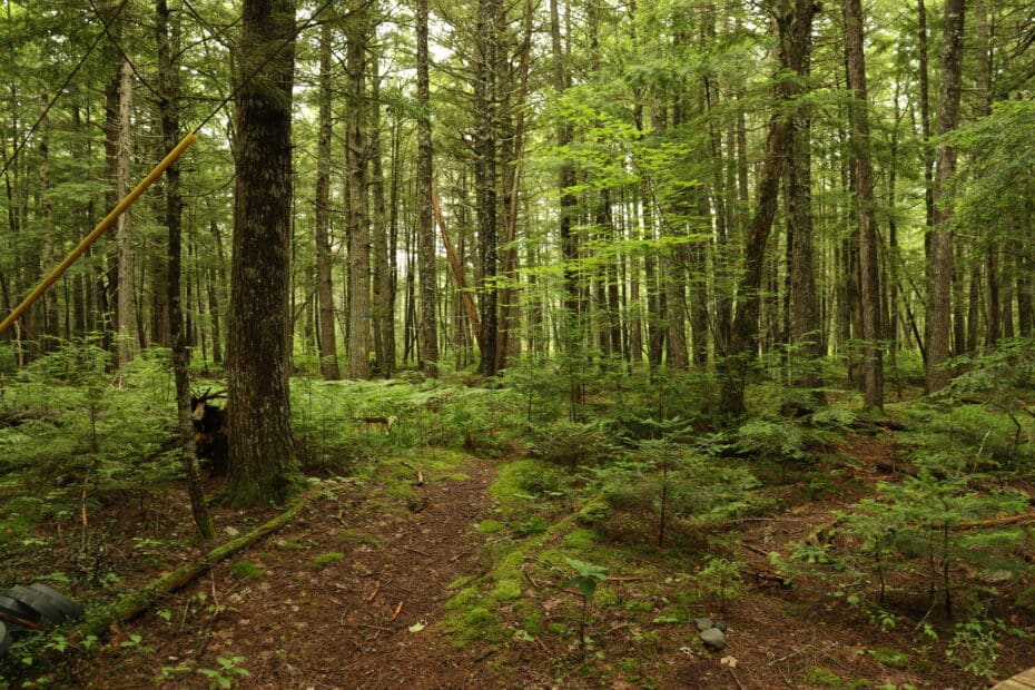 howland forest, with pine needle floor