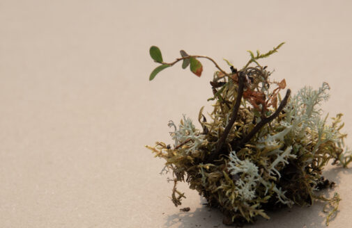 a small piece of earth sits on a light brown background, with small lichens and mosses of green, brown, red, and orange growing on top