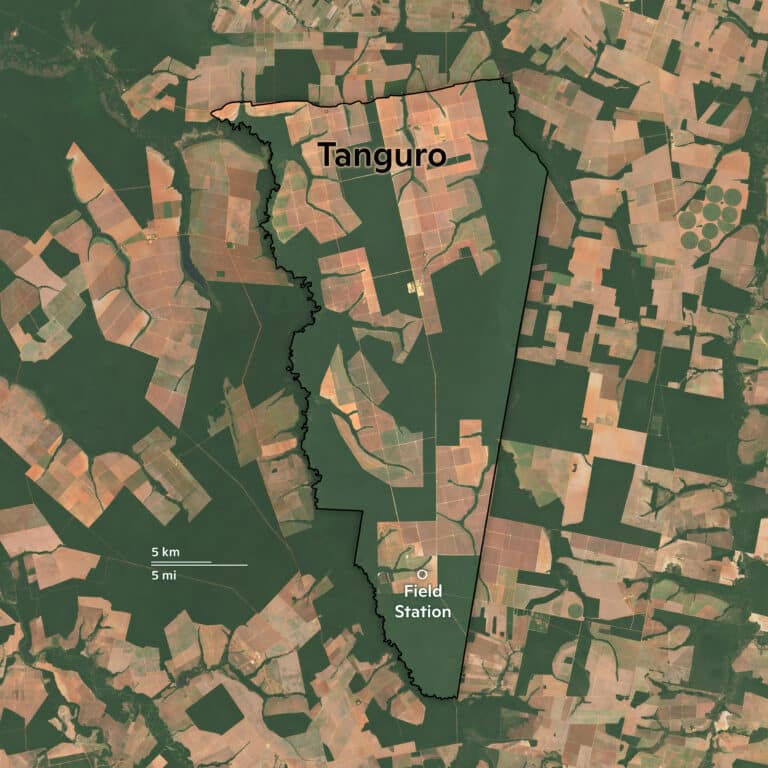 satellite imagery of farm and forest around tanguro