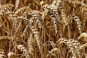 dried wheat stalks