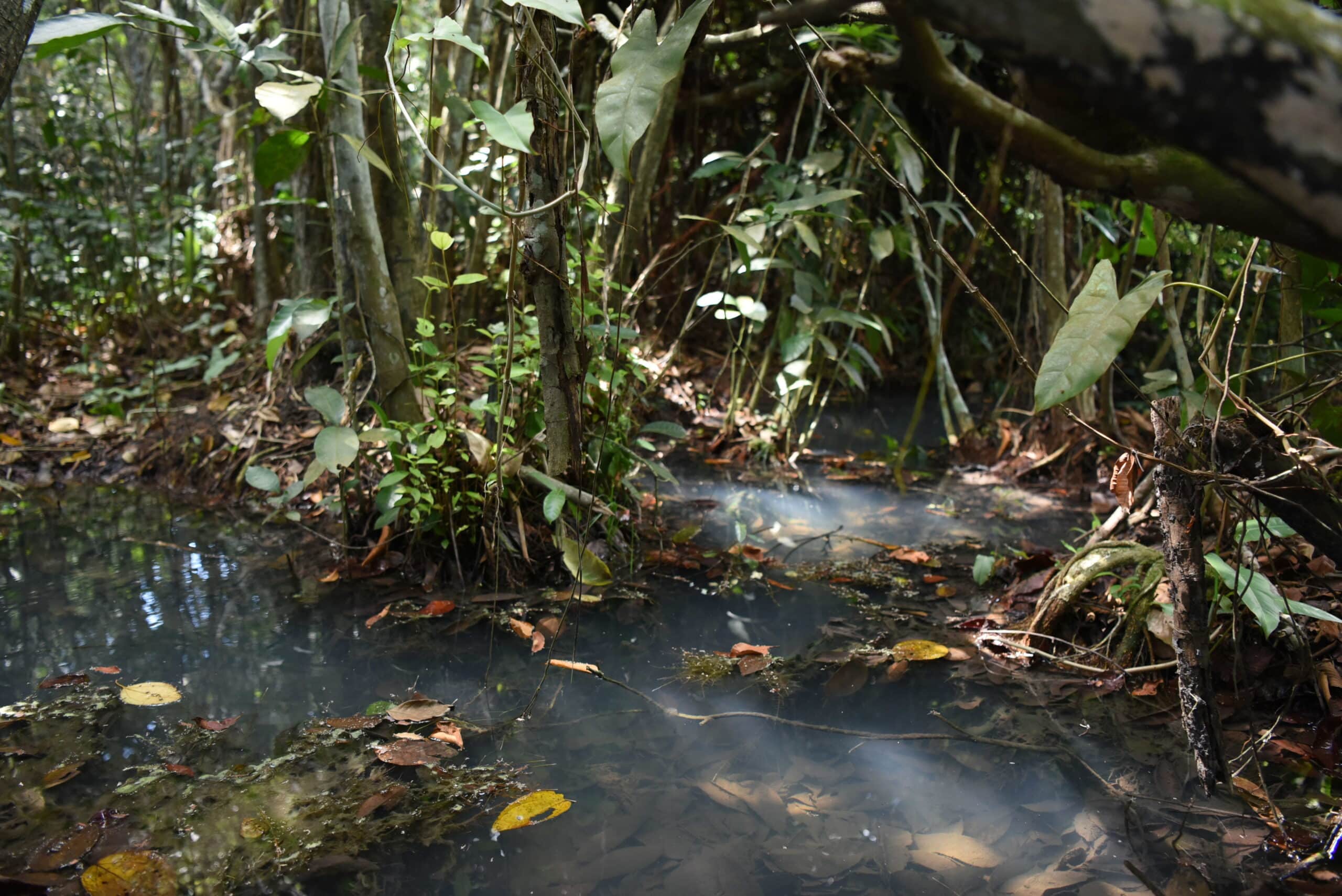 a small stream by tree roots in the Amazon forest