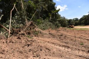 bulldozer tracks mark deforestation at a forest's edge