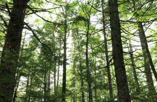 forest with trunks and branches of conifers