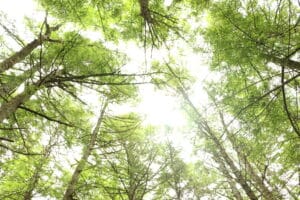 a view up into the canopy of a forest