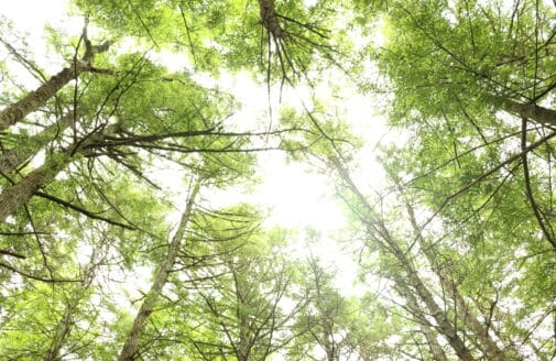 a view up into the canopy of a forest