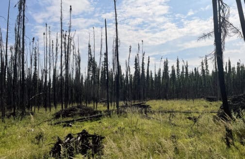 Burned boreal forest trees