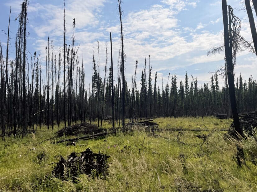 Burned boreal forest trees