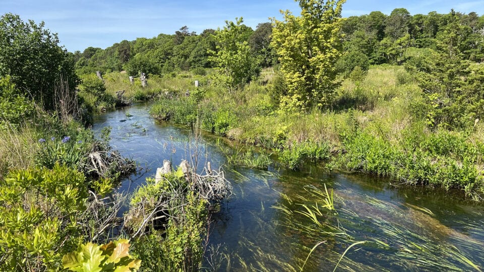 river through a restored disused cranberry bog in Massachusetts