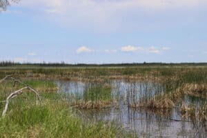 swampy ground with grasses growing in standing water