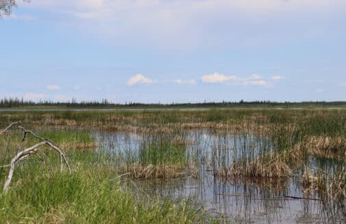 swampy ground with grasses growing in standing water