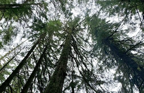 Tongass forest, trees looking straight up