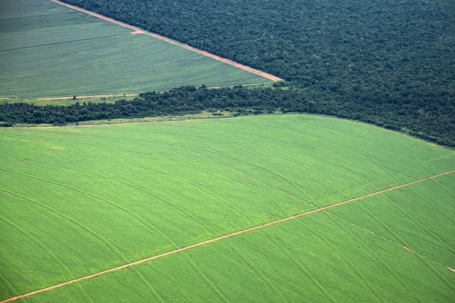 Cropfield and forest in the Amazon