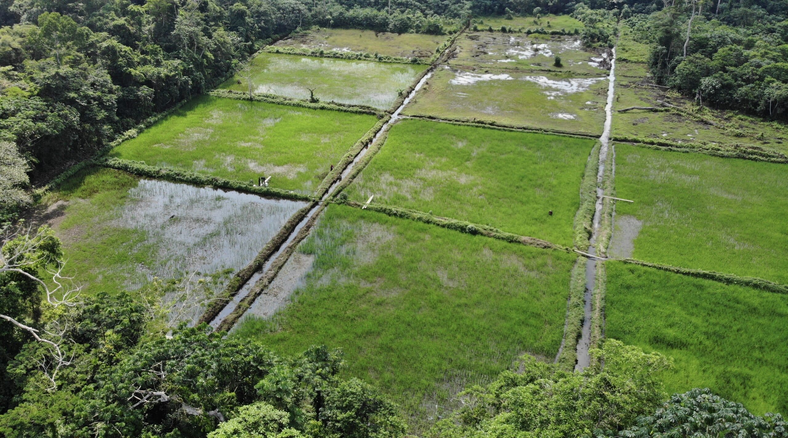 rice paddy wetlands in the congo