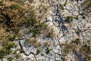 dry vegetation growing out of cracked dry soil