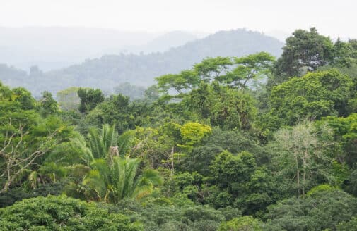 Forests of Mexico's Yucatan Peninsula