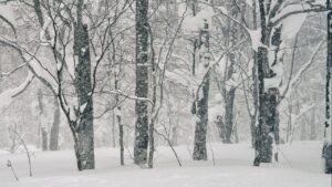 a snowy landscape of trees