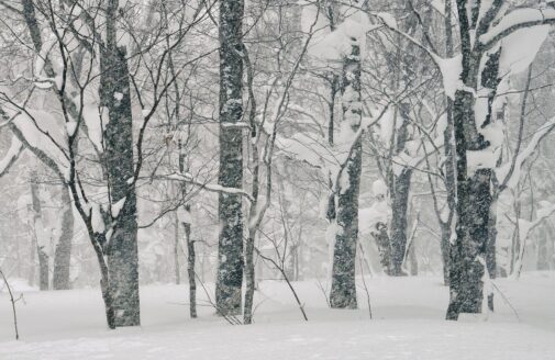 a snowy landscape of trees