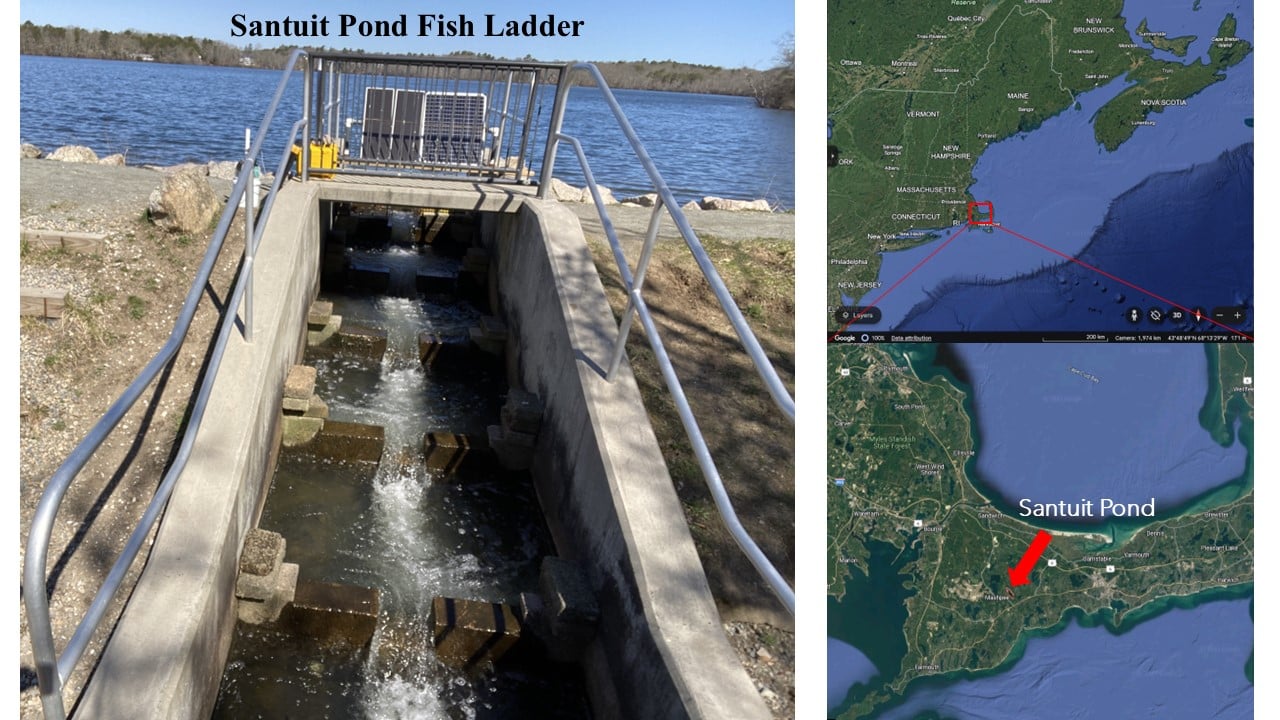 a photo of a fish ladder at santuit pond. it is a concrete sort of staircase, with a channel of water running up and through it. next to the photo are two maps showing where santuit pond is located in western Cape Cod