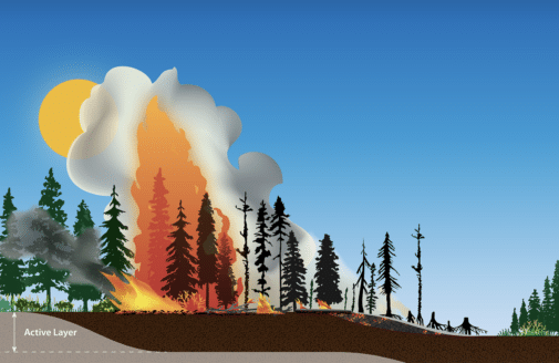 illustration of fire in a boreal forest, by Joshua Rady